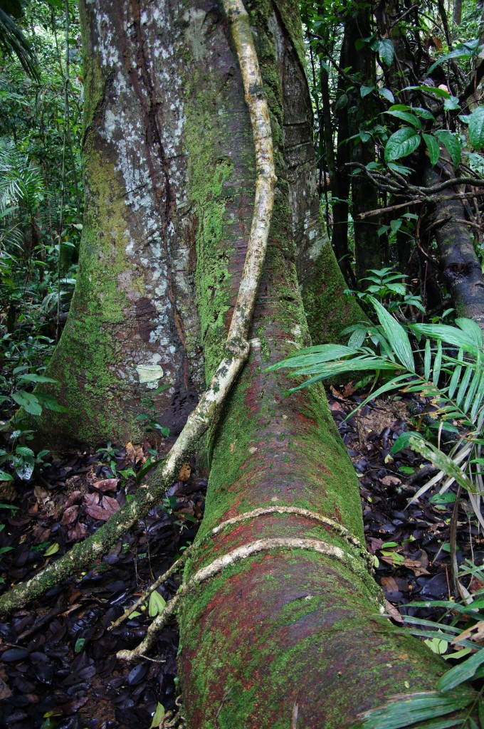 Джунгли Амазонки, Бразилия